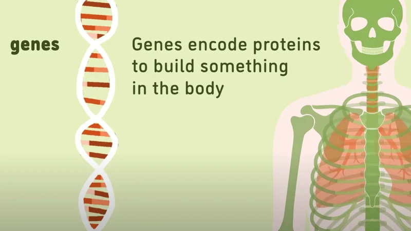 What are Genes?