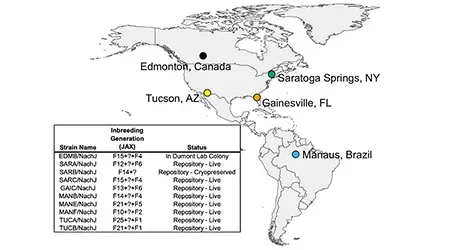 New genetically diverse mice better reflect human diversity
