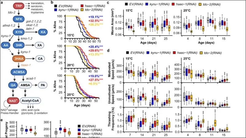 On the benefits of the tryptophan metabolite 3-hydroxyanthranilic acid in Caenorhabditis elegans and mouse aging
