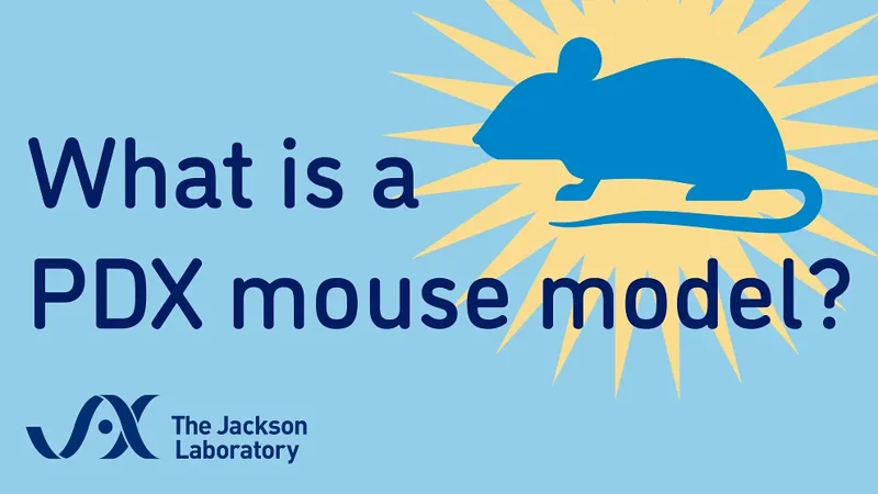 What is a PDX Mouse?