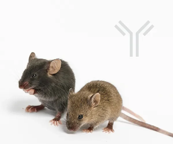 Atlas Mouse Models