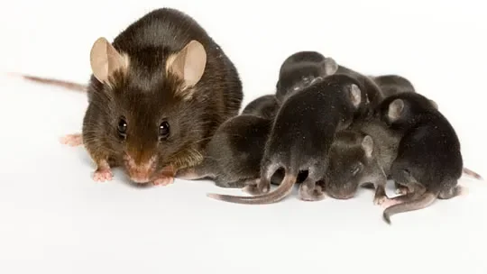 The unexpected advantages of outbred mice in research