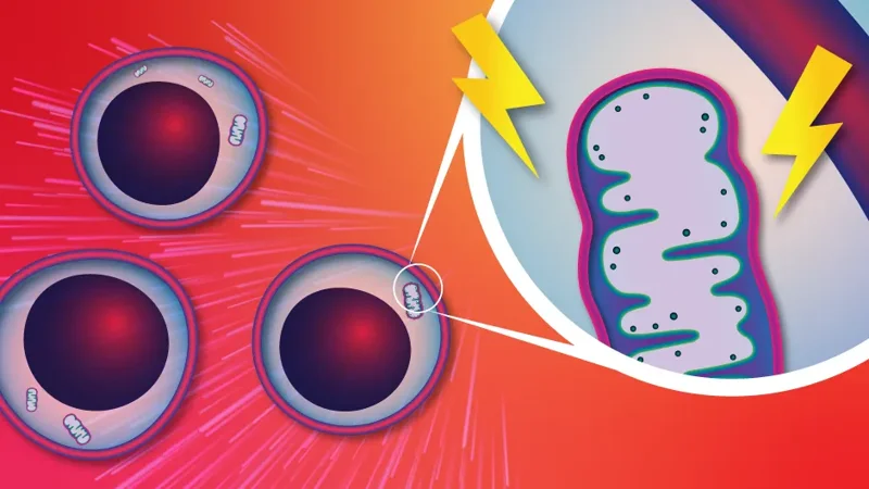 Supercharged mitochondria spark aging-related blood disorders