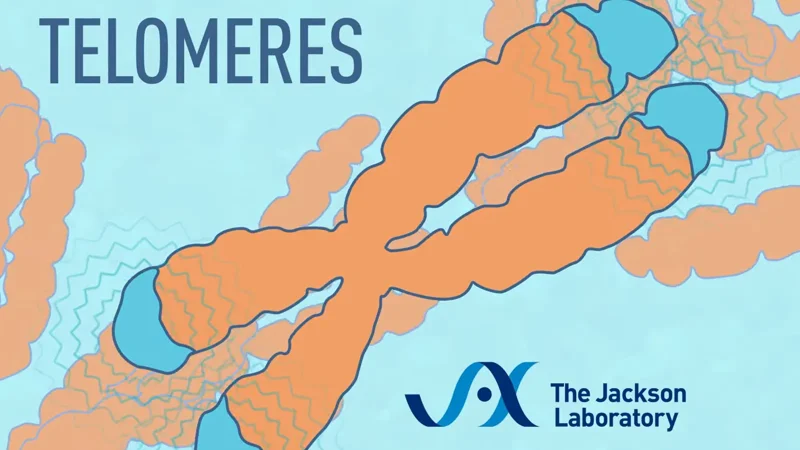 What are Telomeres?