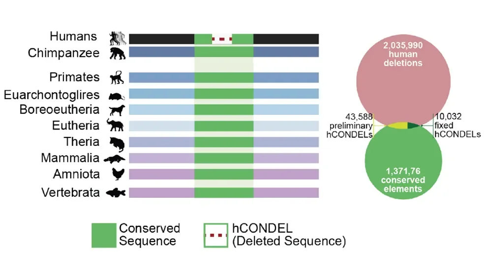 Genetic differences underlying uniquely human traits