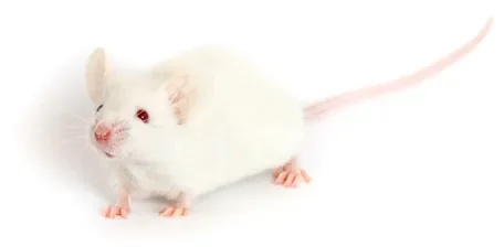 Why should I use humanized NSG mice to study human infection?