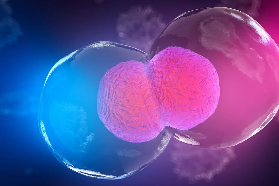 What keeps sperm production going?