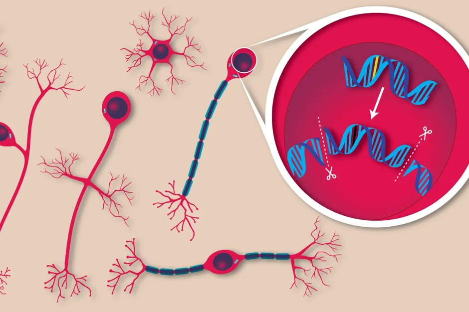 Genome editing corrected rare brain mutations in mice. Could it help fight neurological diseases?