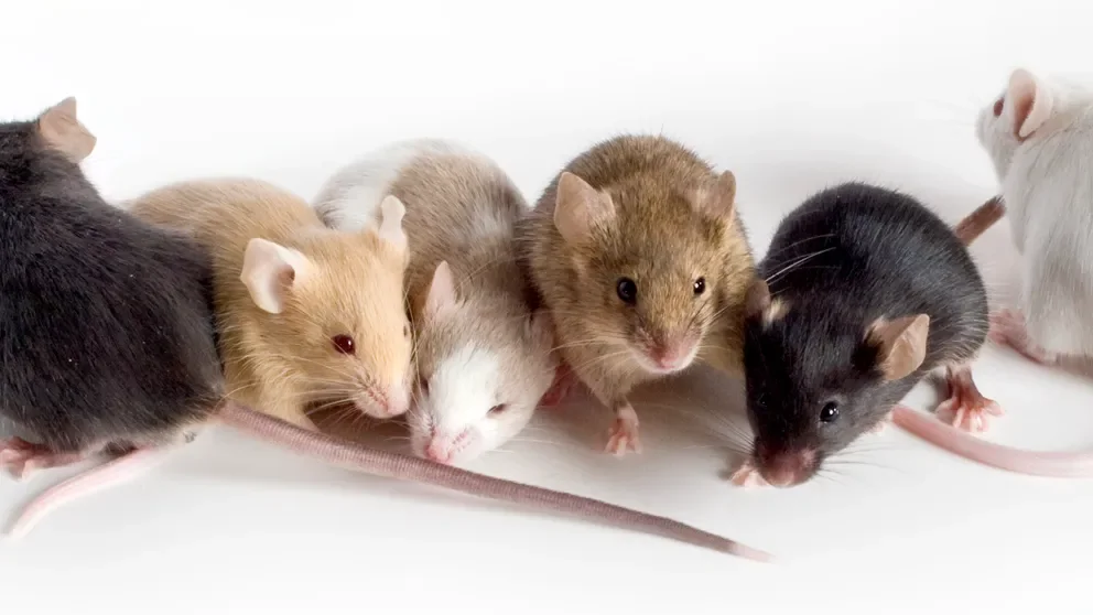 The power of genetically diverse mice in complex disease research