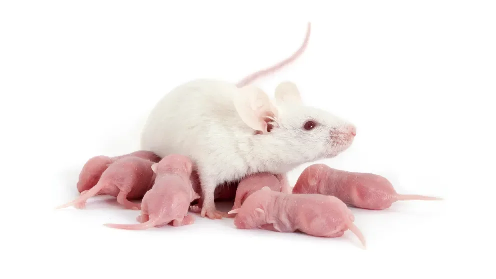Top 5 tips to take care of your NSG™ mice