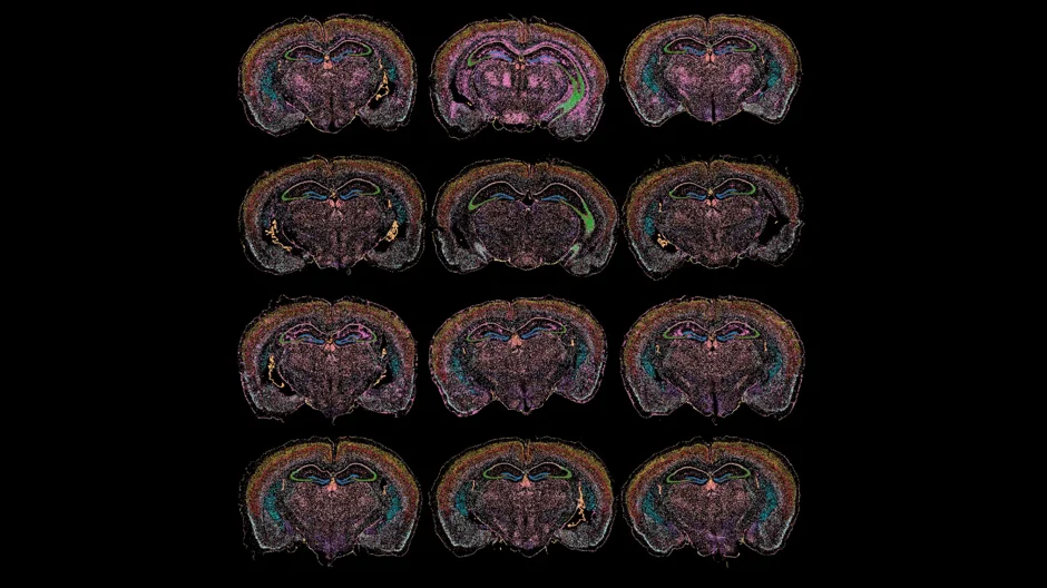 Mapping cellular neighborhoods in a mouse brain