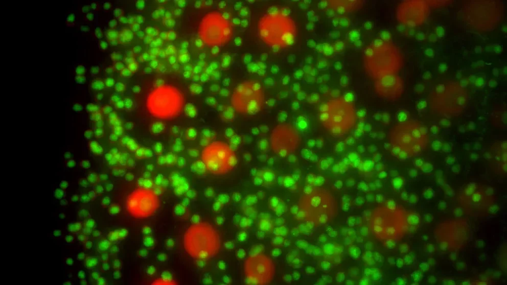 Finding the genes controlling ovarian reserve could hold key to better female fertility care