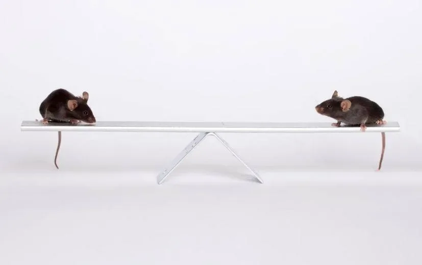 Three ways a B6J mouse differs from B6N and why it should matter to your research