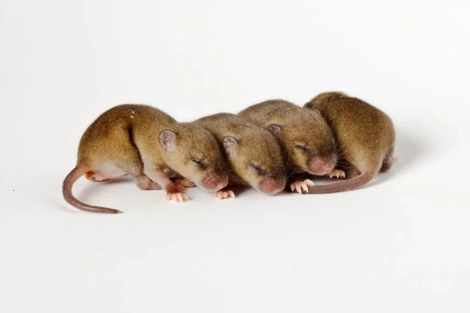 Experimental design: Top four strategies for reproducible mouse research