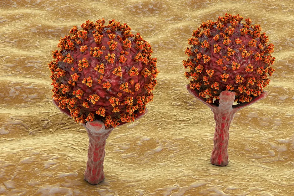 Novel antibody tests reveal complexity of the immune response to SARS-CoV-2