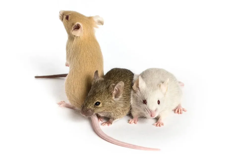 Immunodeficient Mice for Cancer Studies: Which host strain should I use?