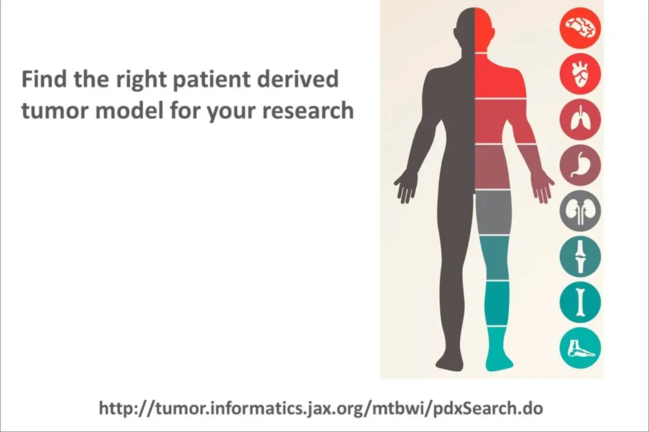A new JAX patient-derived xenograft (PDX) online resource