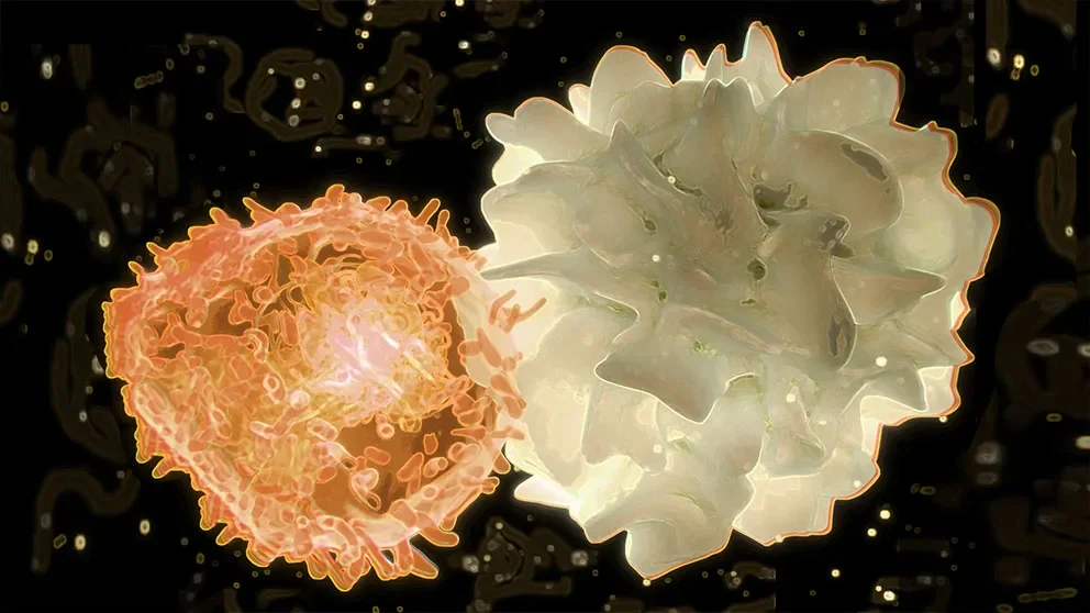 Dendritic cells “divide and conquer” to elude viral infection while promoting immunity