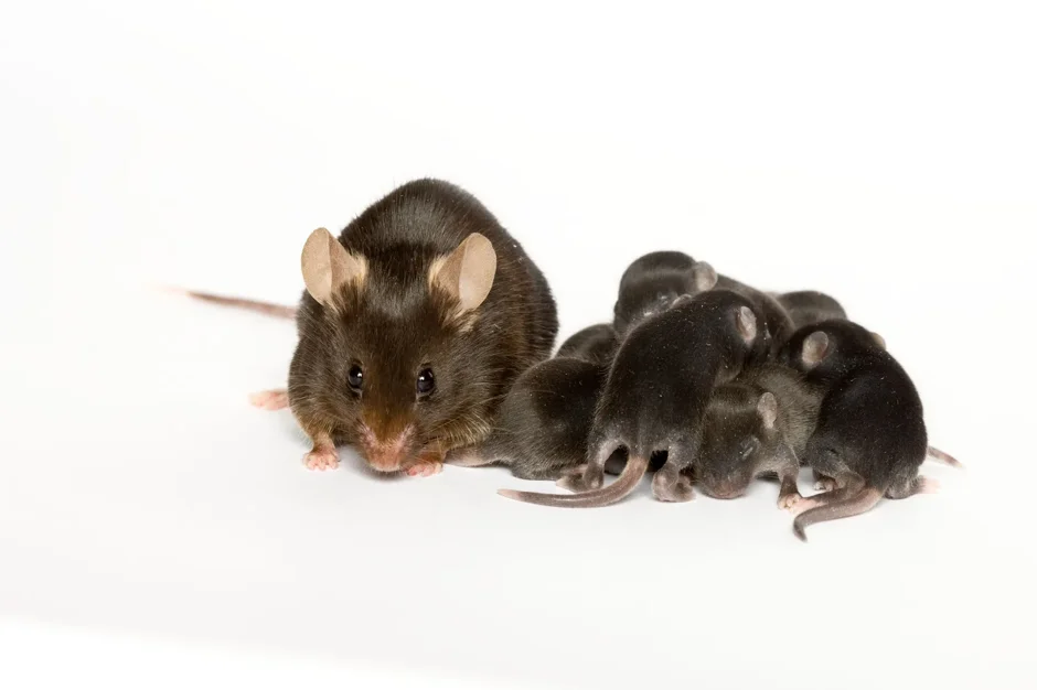 Black laboratory mice, mother with litter of pups at 9 days of age.