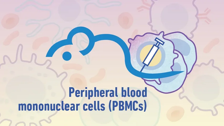Immune Cell Humanized Mouse Models: PBMC Engrafted Mice
