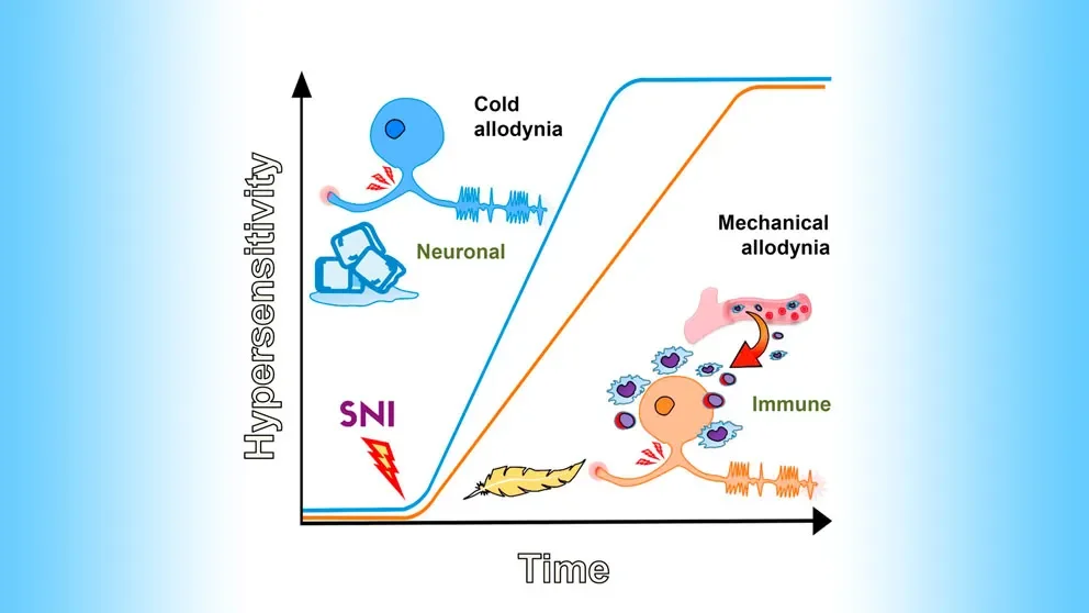 Allodynia: All chronic pain is not the same