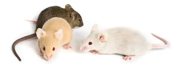 Same mutation, different phenotype?