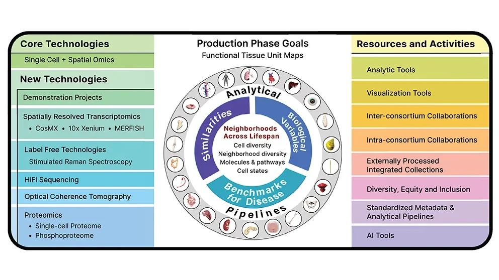 Constructing a map of the human body at the highest resolution
