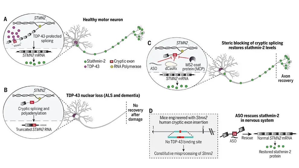 Investigating TDP-43 and its regulation of stathmin-2