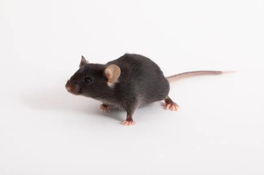 JAX donors contribute $100,000 to new COVID-19 models