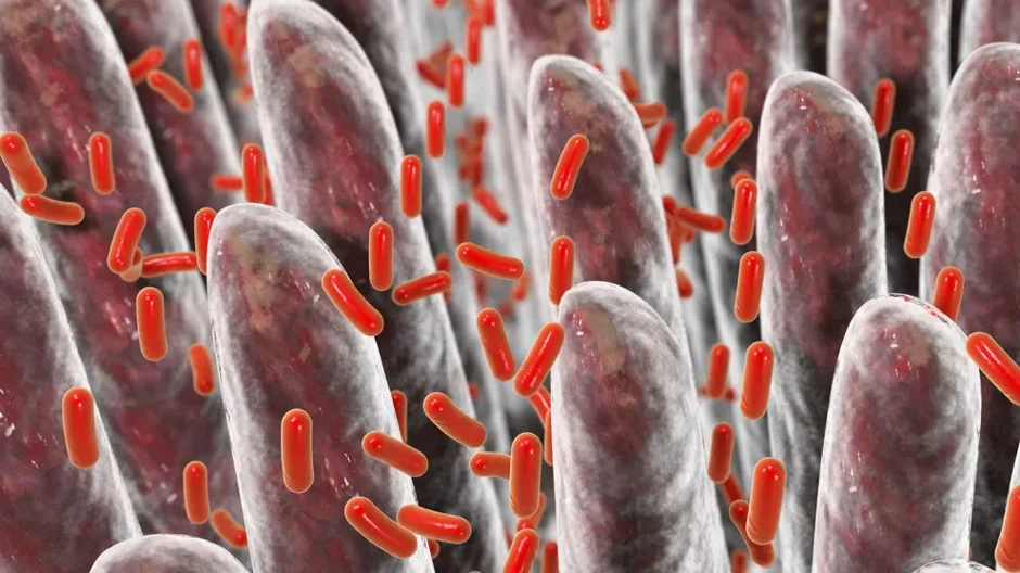 Uncovering the mechanisms of phage transfer between bacteria