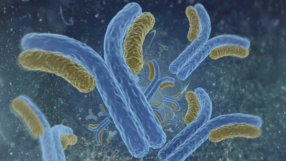 BXSB congenic mice and lupus: how male mice are helping to unravel the secrets of a predominantly feminine disease