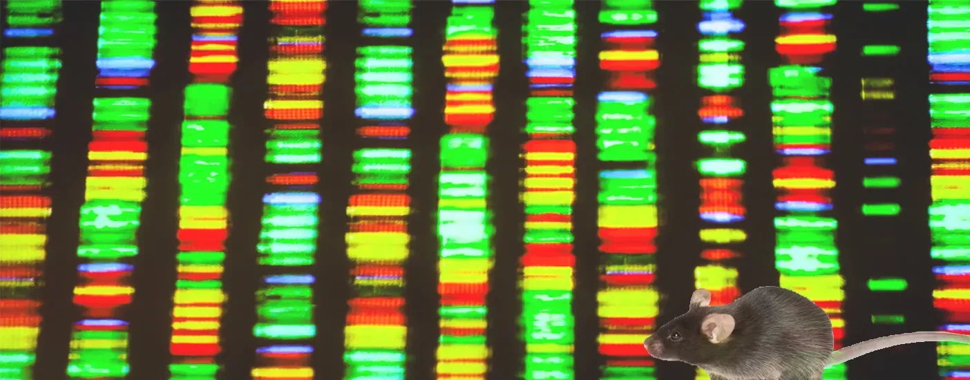 More researchers are using B6J mice than ever before