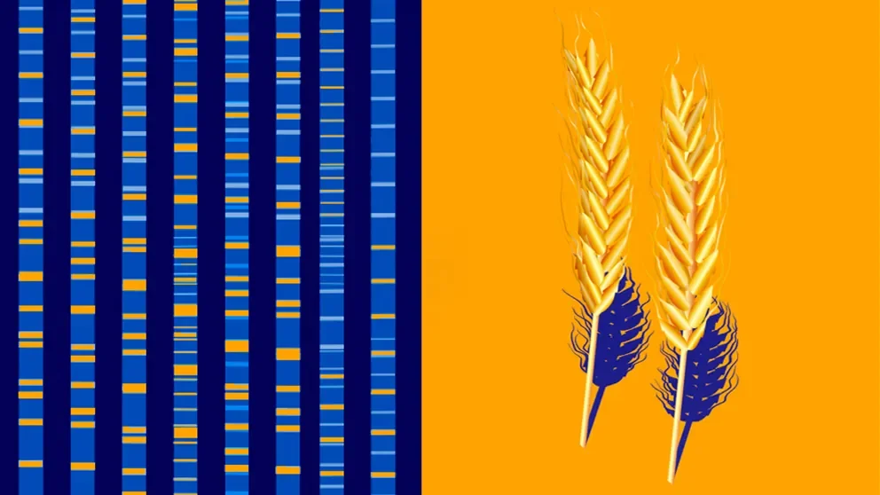 Why do we love carbs? The origins predate agriculture and maybe even our split from Neanderthals