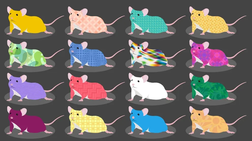 Diversity Outbred and Collaborative Cross mice offer maximum allelic variation