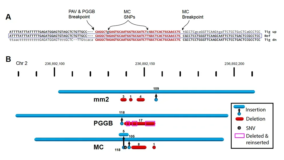 Improving whole genome sequence data analyses