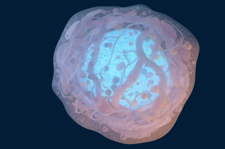 Understanding the structure of a stem cell