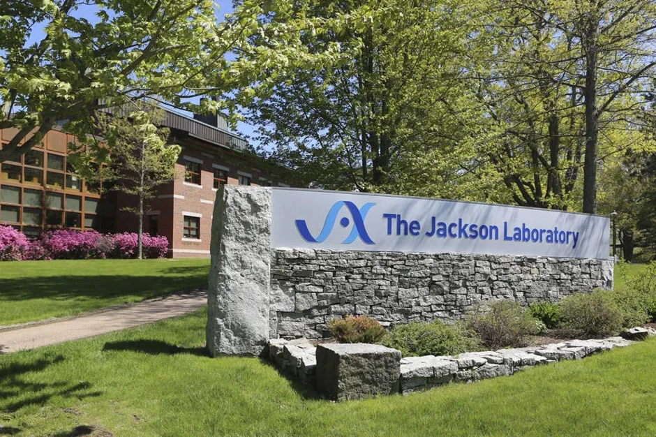 National Cancer Institute Renews Jackson Laboratory’s Cancer Center Designation