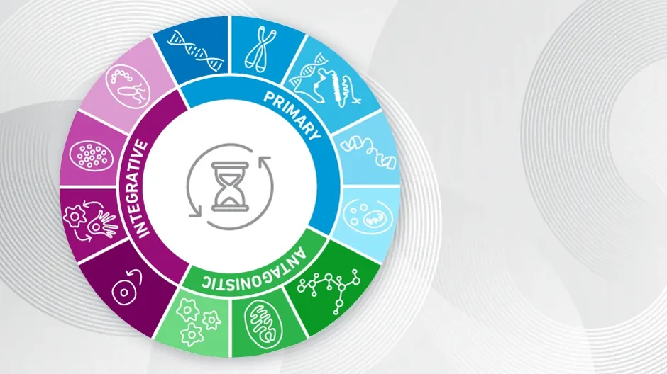 The Hallmarks of Aging – Key Mechanisms and Models in Neurobiology