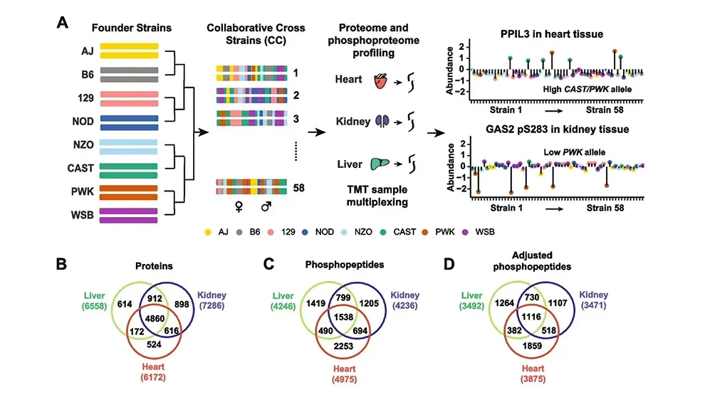 Multi-omics approach sheds light on PDK1 kinases role in disease regulation