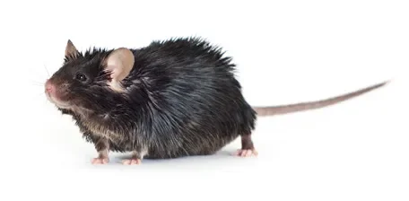 7 tips every DIO mice user should know