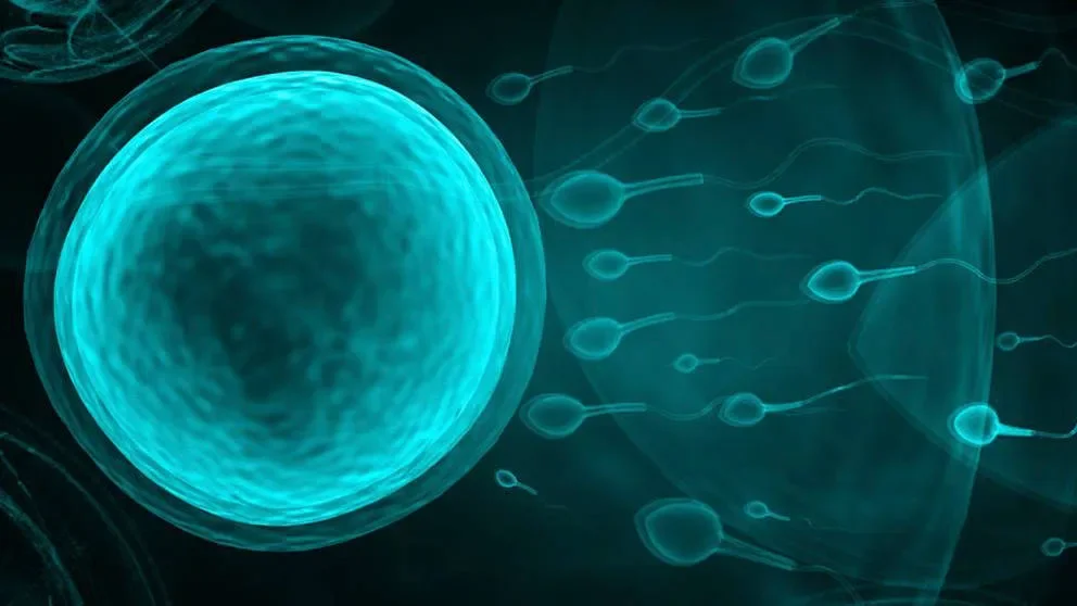 6 steps for setting up timed pregnant mice