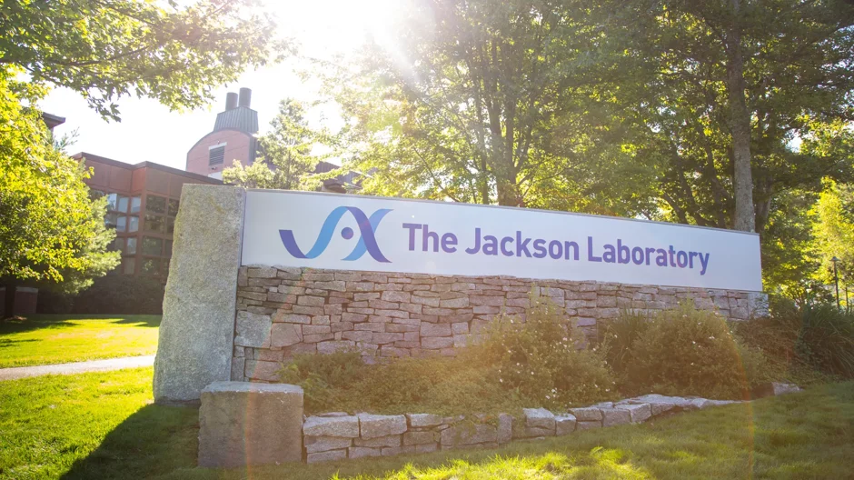 JAX welcomes stem cell biologist Laura Bennett to advance regenerative medicine research