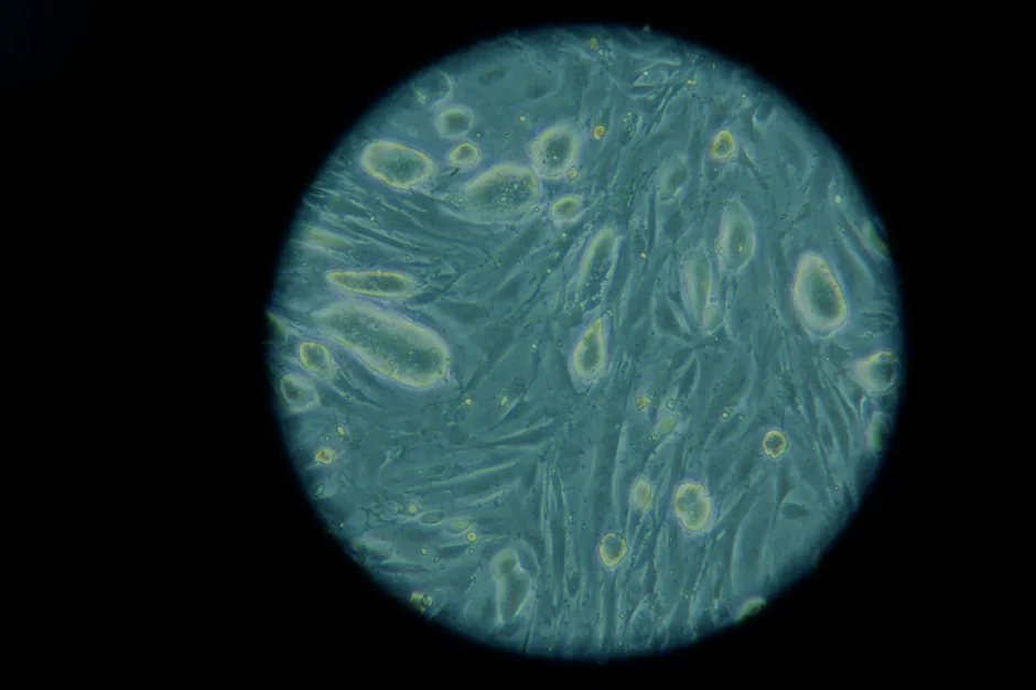 Microscopic image of induced pluripotent stem cells (iPSCs) in Martin Pera's lab at JAX’s campus in Bar Harbor, ME.