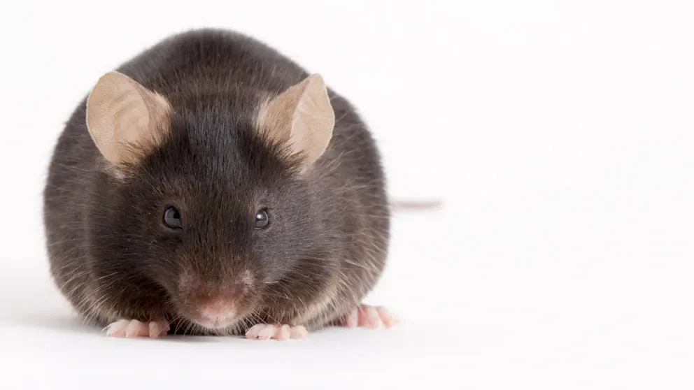 The genome of Eve (the mouse)