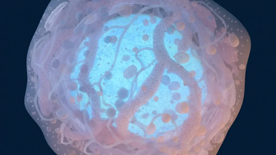 A rendering of an induced pluripotent stem cell (iPSC).