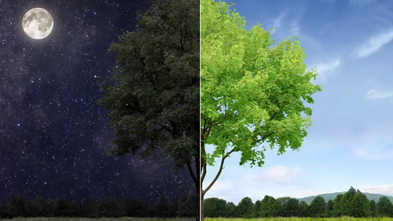 Riding the diurnal wave: The impact of circadian rhythms on host physiology