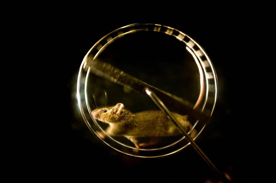 Brain cells drive endurance gains after exercise