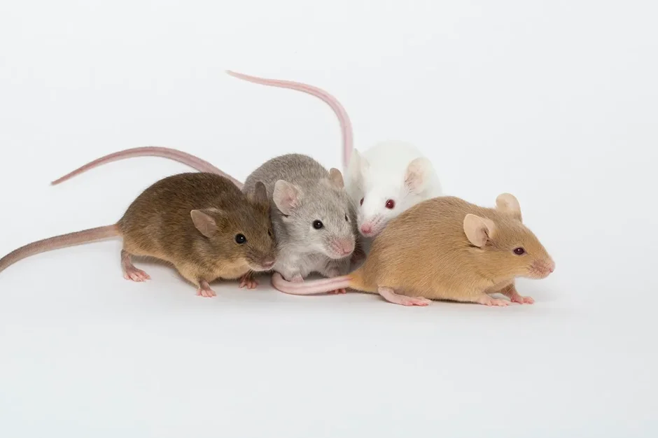 Accelerating mouse-based research
