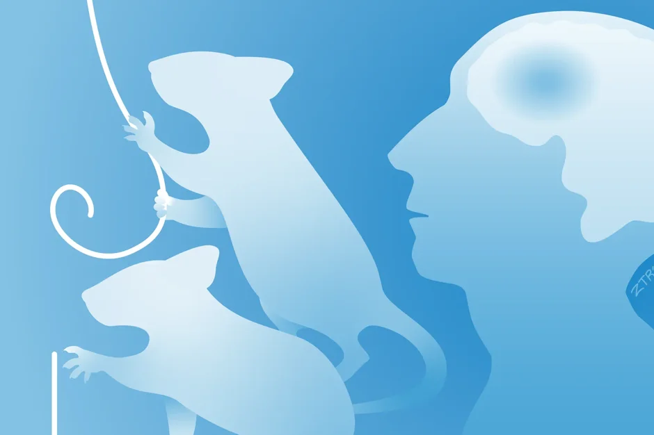 Rewiring recovery: Inside the quest to understand how the brain rewires itself after stroke