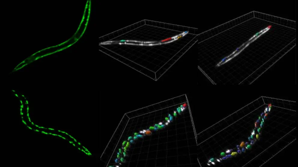 C. elegans reveal aging-related genes, JAX researchers report